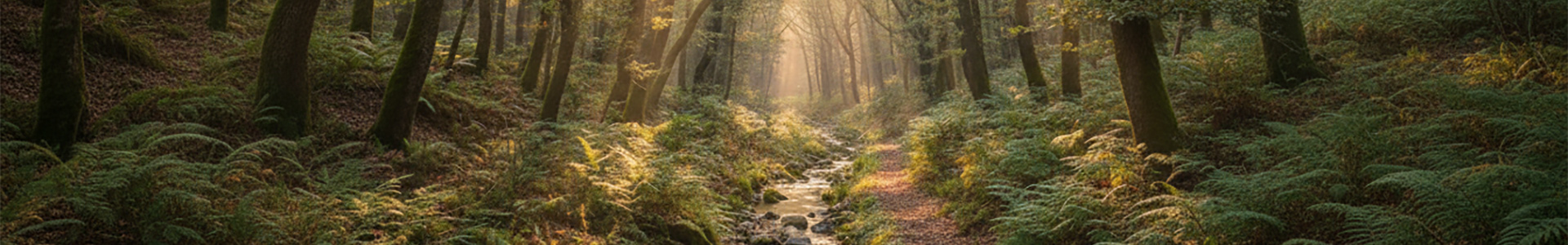 taglio-boschi-forestazione
